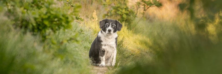 Hond Waffel die je aanstaart vanaf een afstand